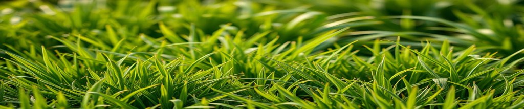 Curiosidades – Todos os Tipos de Gramas e Vantagens e Desvantagens de&nbsp;Cada